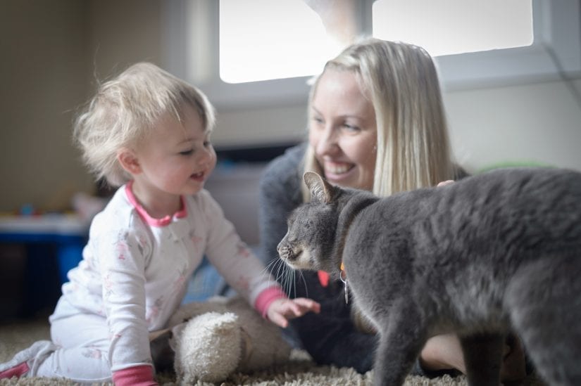Grey cat wearing collar and id playing with a young baby and woman indoors