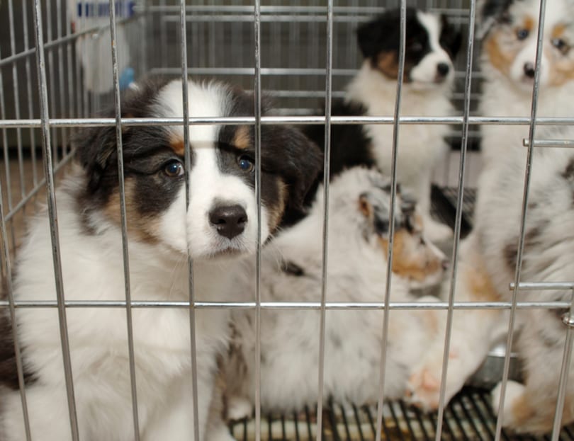puppy in pet store cage